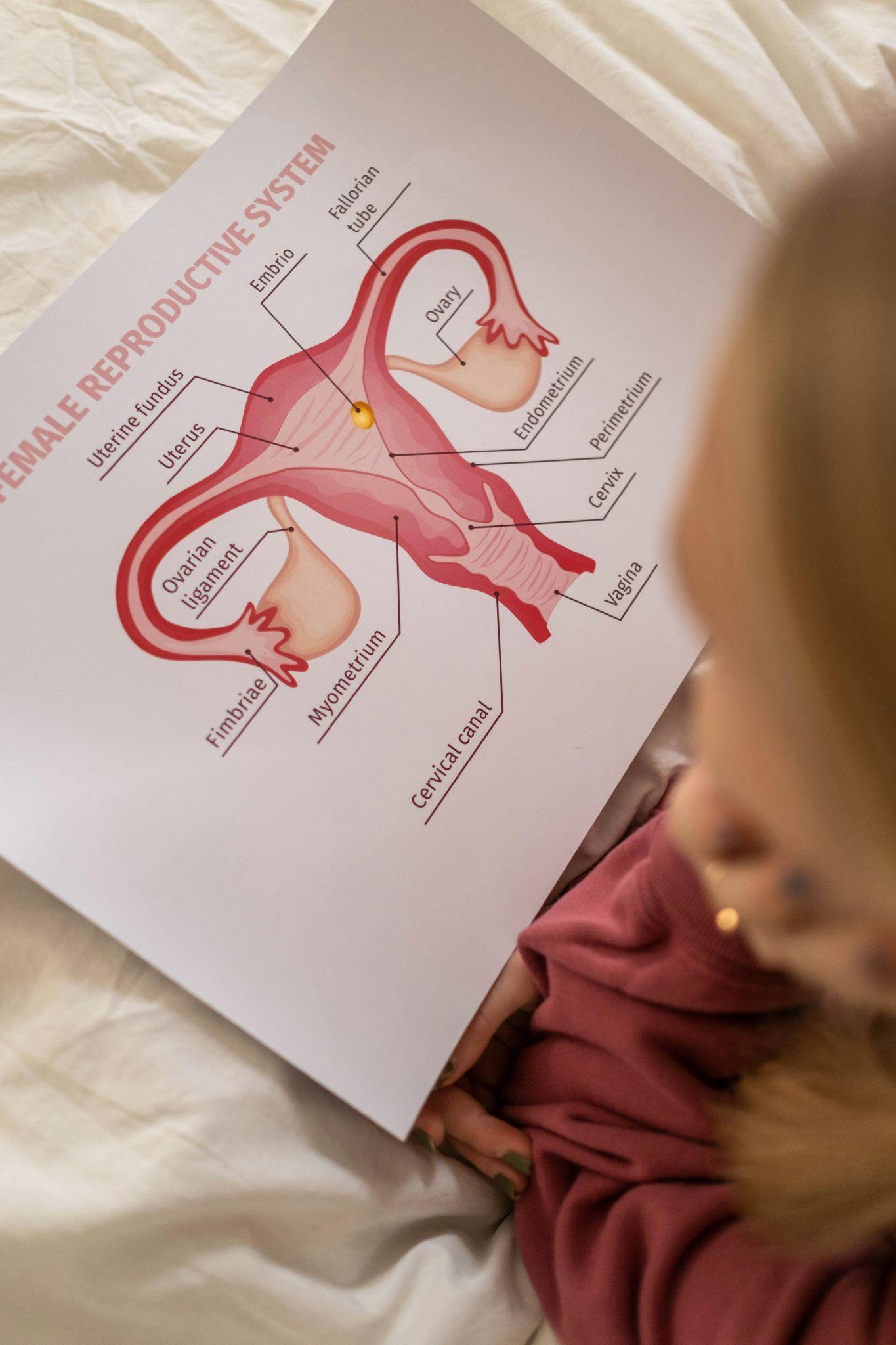 A person studying a detailed diagram of the female anatomy 