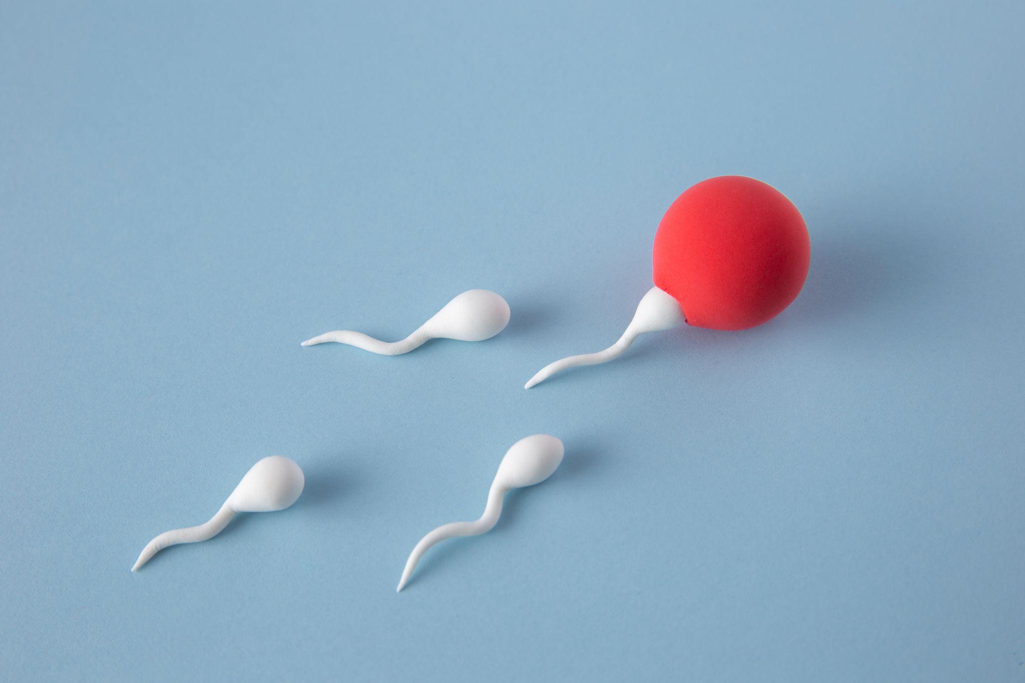 A still-life image of sperm and egg illustration, representing fertility.