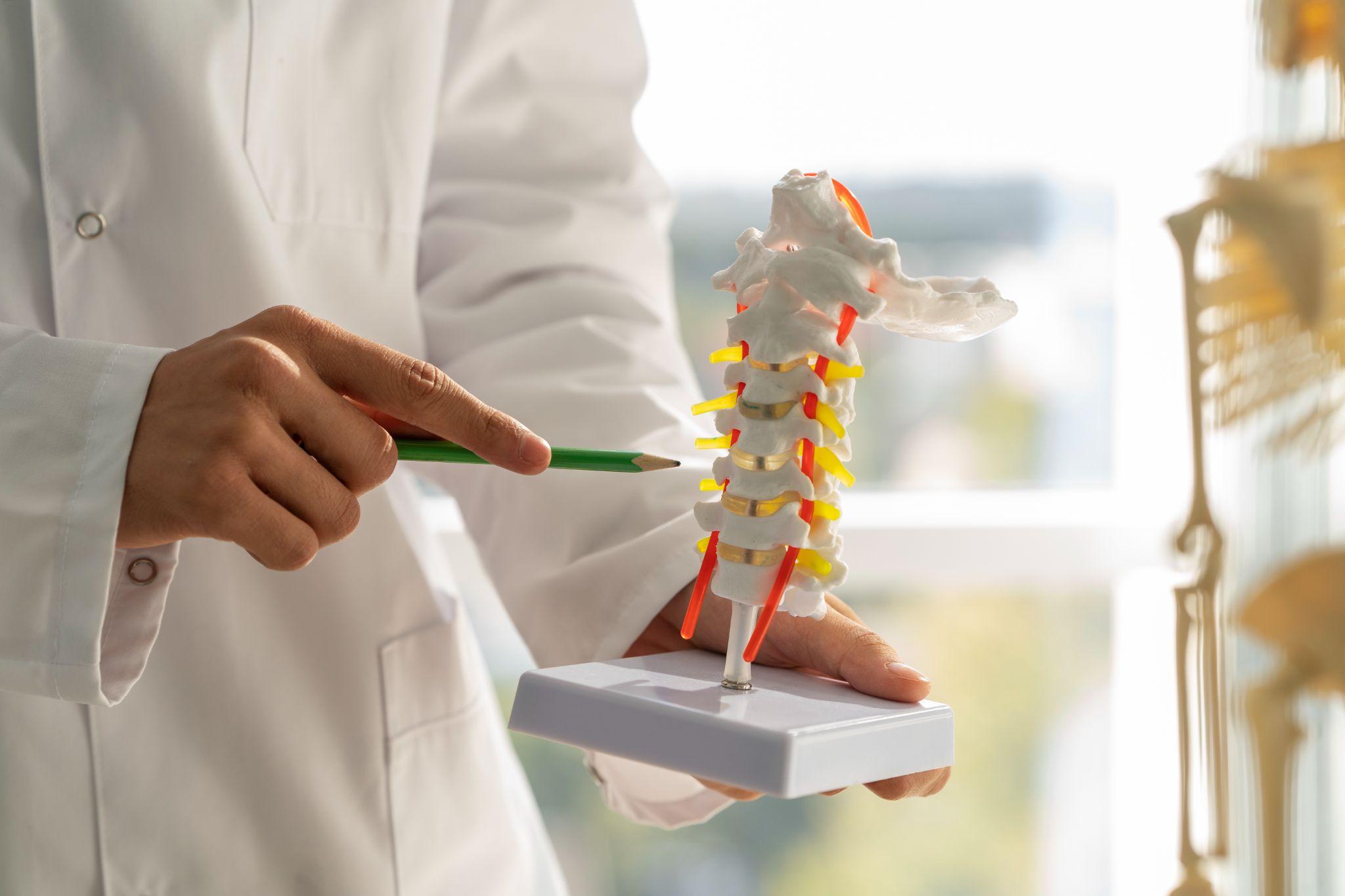 A doctor in a white coat using a spinal model to explain vertebrae and disc anatomy