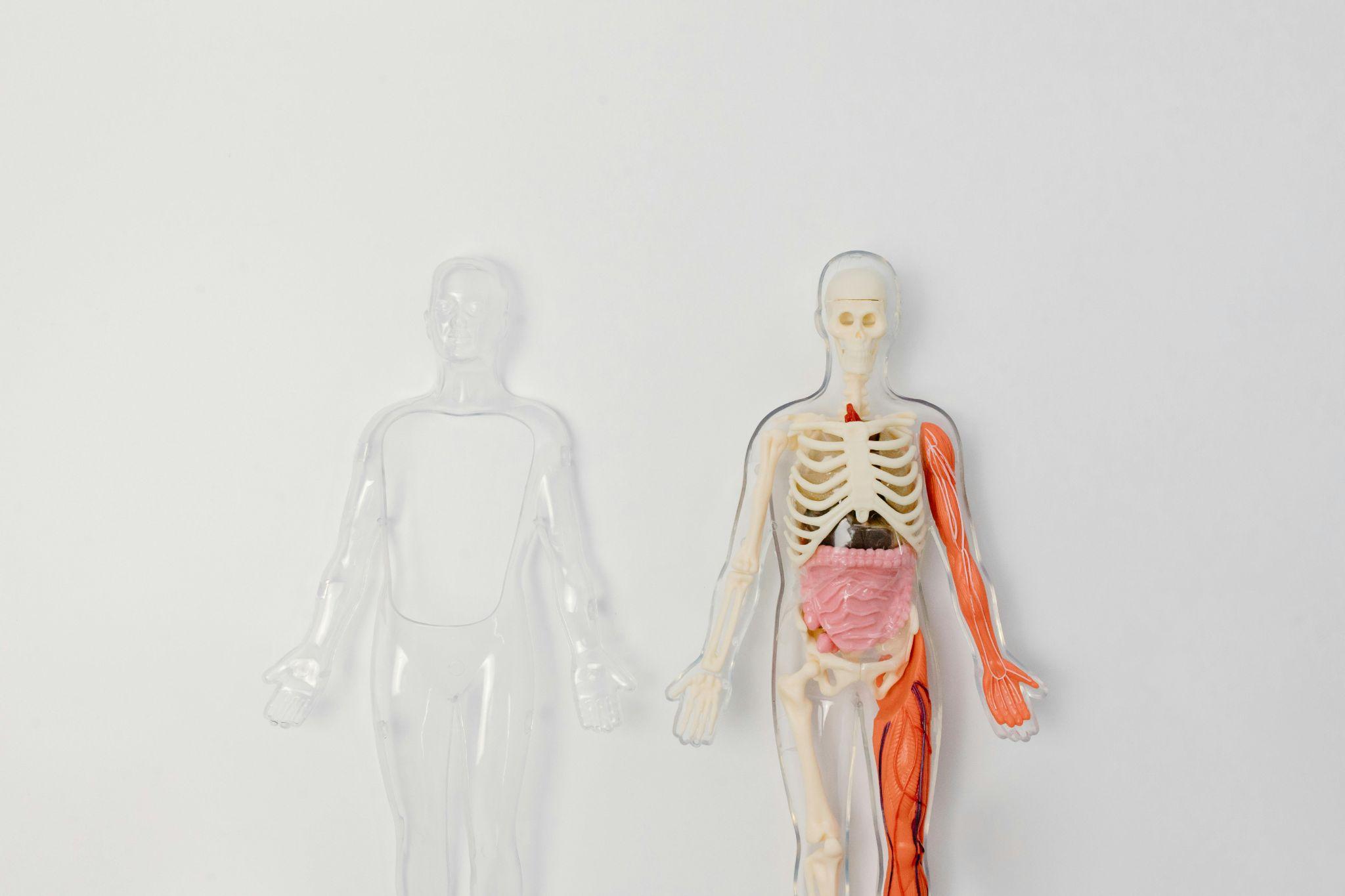 Toy skeleton model representing the musculoskeletal system
