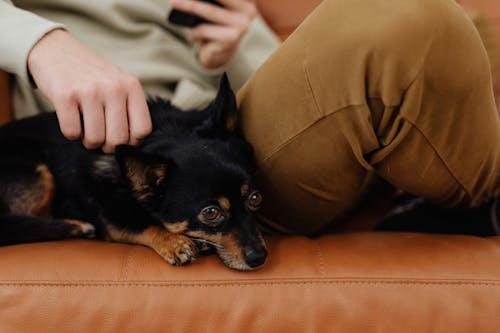 Close-up of a person petting a small black and brown dog
